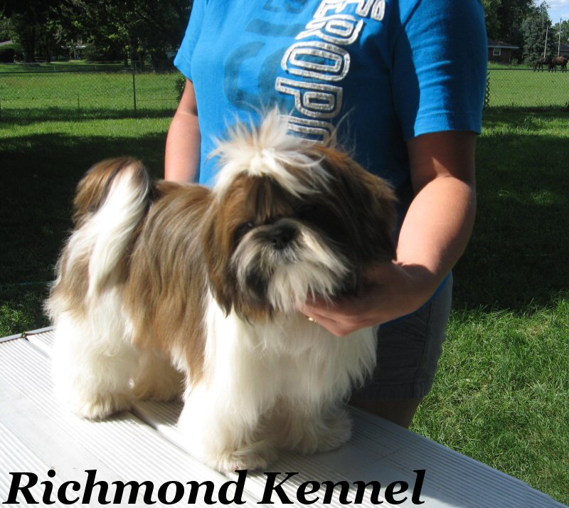 richmond kennel shih tzu shih tzu adults richmond kennel shih tzu shih tzu adults