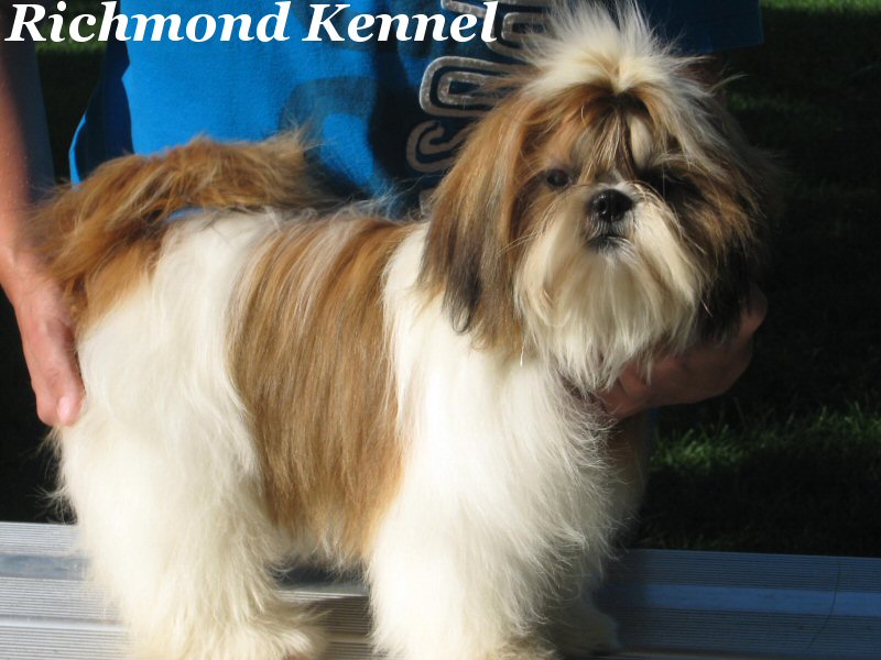 richmond kennel shih tzu shih tzu adults richmond kennel shih tzu shih tzu adults