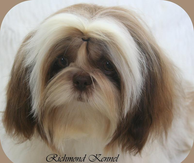 richmond kennel shih tzu shih tzu adults richmond kennel shih tzu shih tzu adults