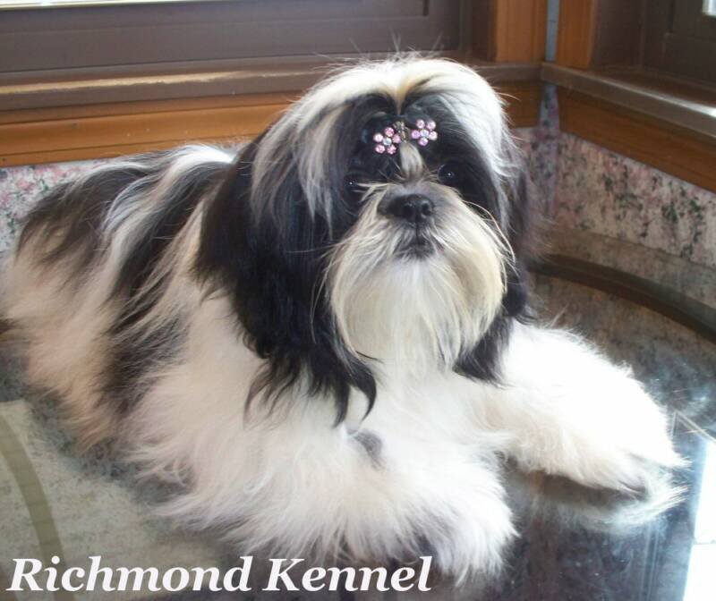 shih tzu adults shih tzu adults shih tzu adults shih tzu adults