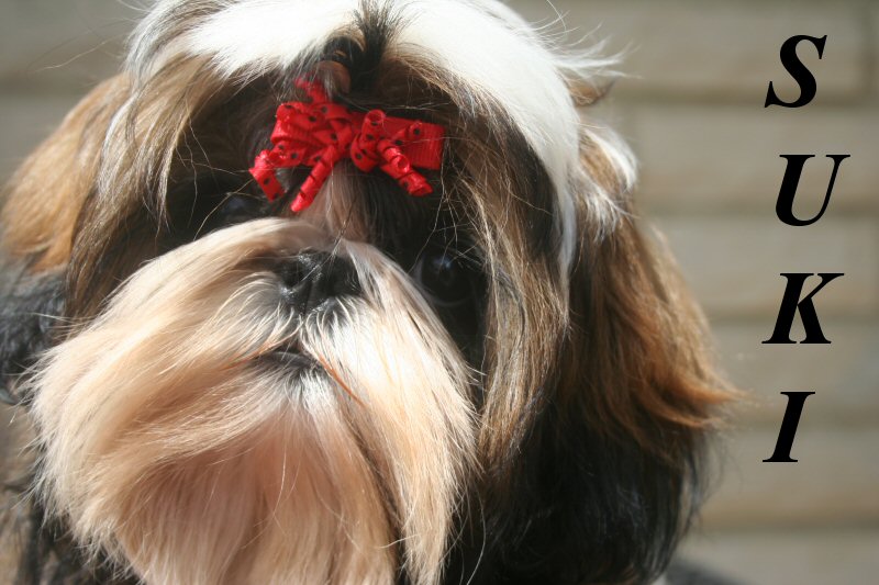richmond kennel shih tzu shih tzu adults richmond kennel shih tzu shih tzu adults