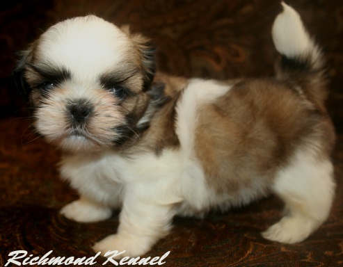 richmond kennel shih tzu richmondshihtzuforsale richmond kennel shih tzu richmondshihtzuforsale