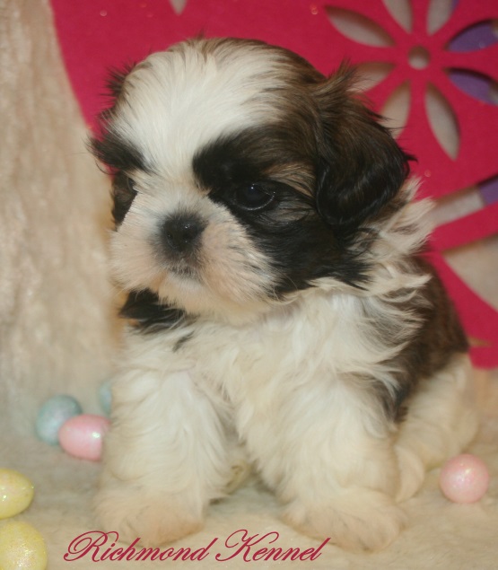 richmond kennel shih tzu richmondshihtzuforsale richmond kennel shih tzu richmondshihtzuforsale