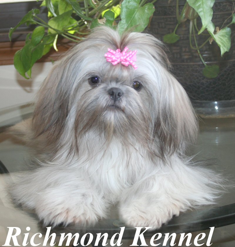 richmond kennel shih tzu shih tzu adults richmond kennel shih tzu shih tzu adults