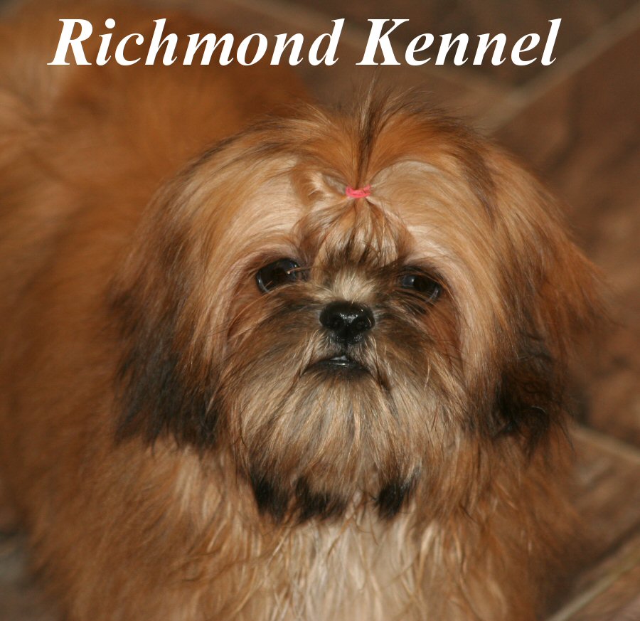 richmond kennel shih tzu shih tzu adults richmond kennel shih tzu shih tzu adults
