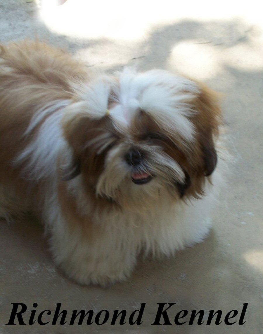 richmond kennel shih tzu shih tzu adults richmond kennel shih tzu shih tzu adults
