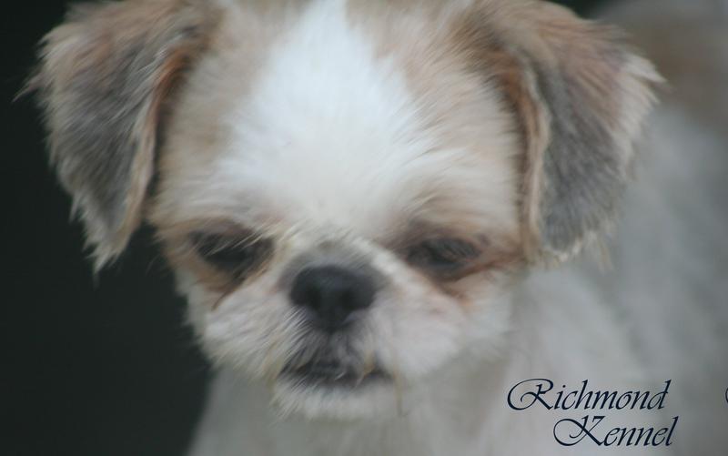 richmond kennel shih tzu shih tzu adults richmond kennel shih tzu shih tzu adults