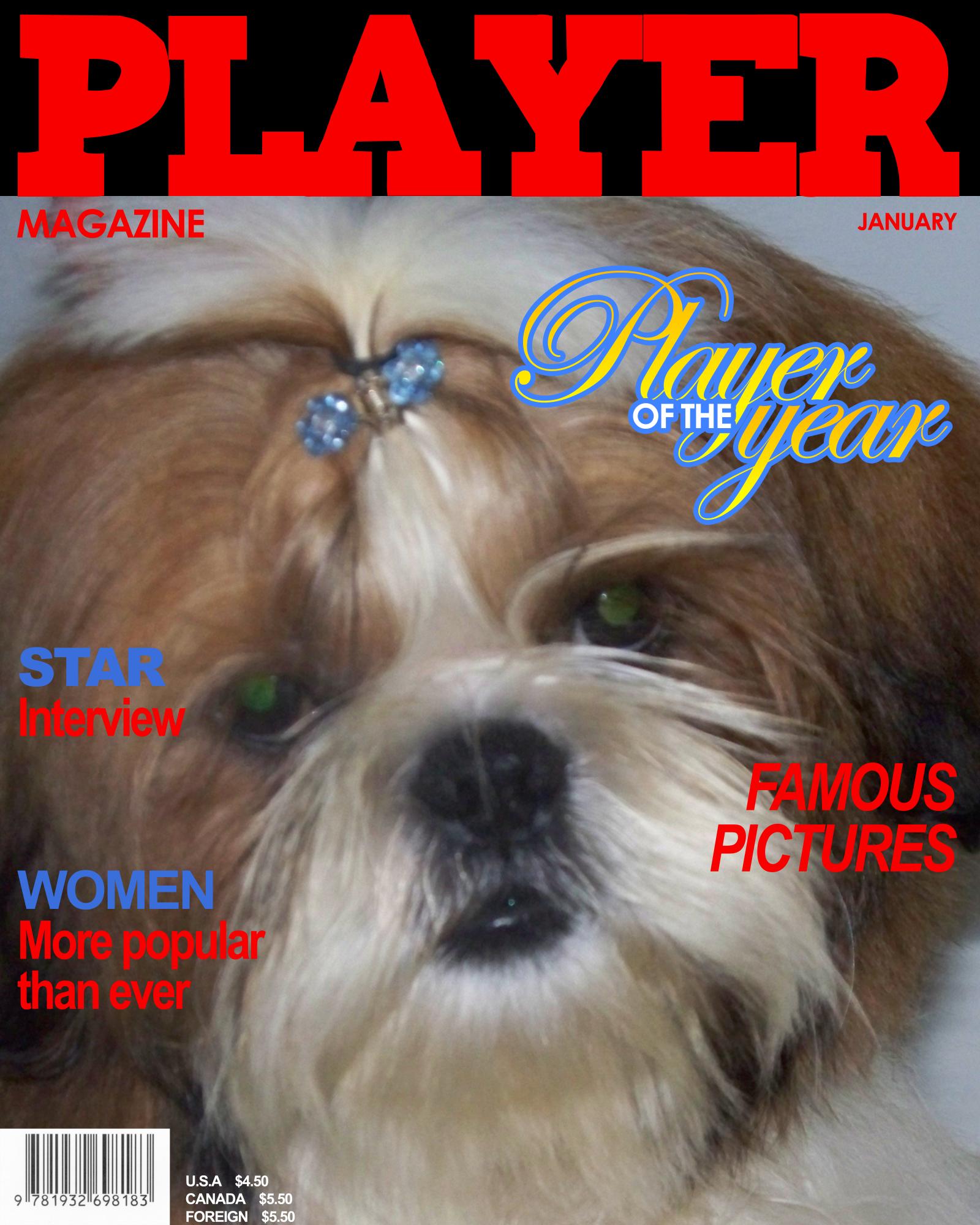 richmond kennel shih tzu shih tzu adults richmond kennel shih tzu shih tzu adults