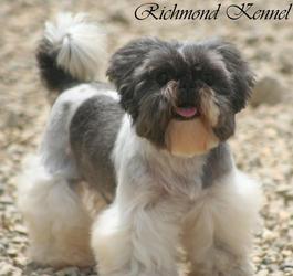 richmond kennel shih tzu shih tzu adults richmond kennel shih tzu shih tzu adults