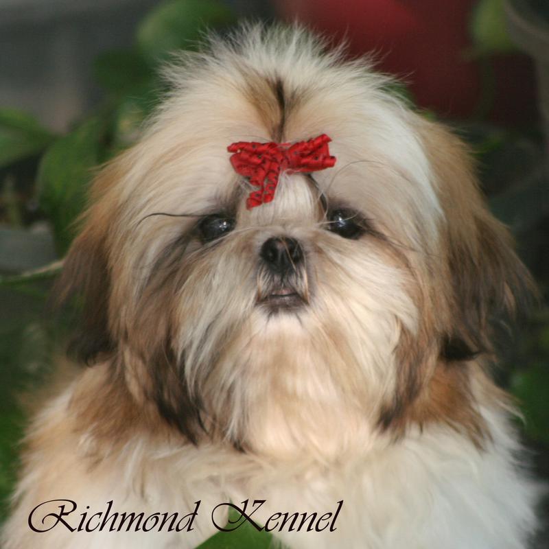richmond kennel shih tzu shih tzu adults richmond kennel shih tzu shih tzu adults
